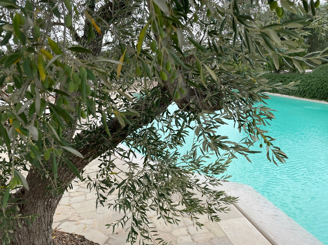 Masseria Trulli e Vigne
