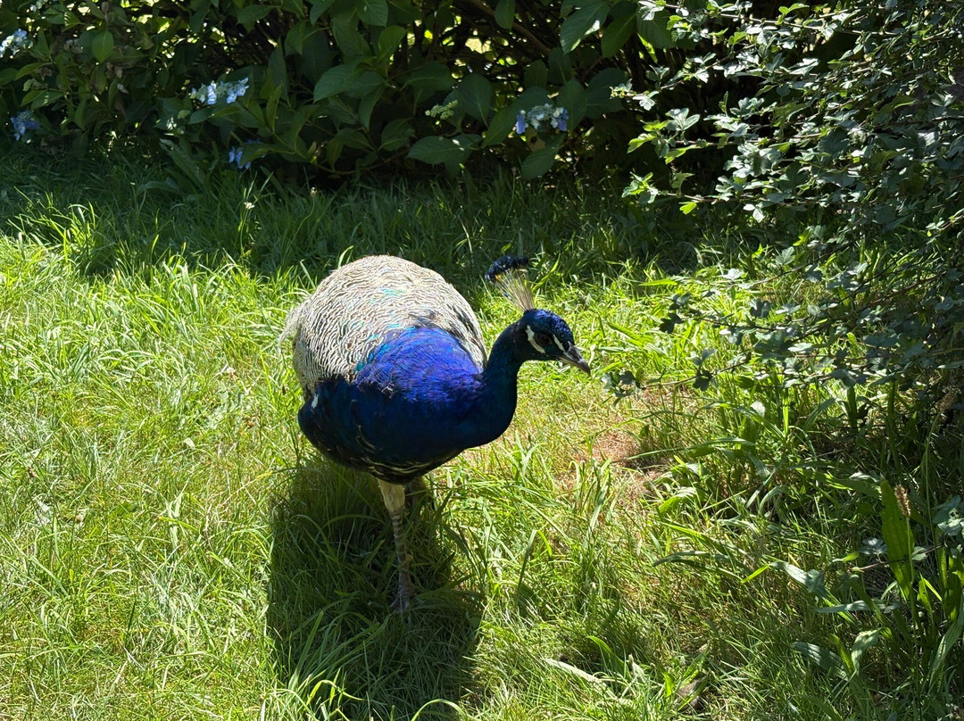 Dartmoor Zoological Society-Sparkwell必去景点