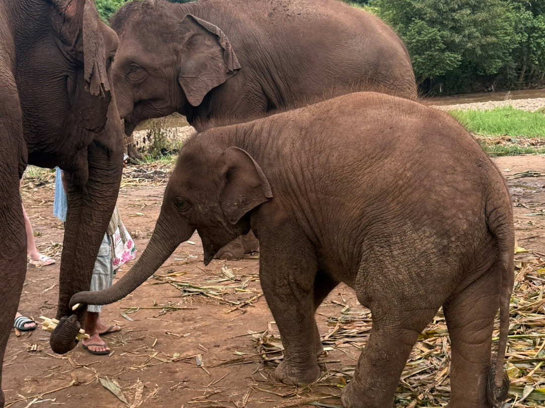 Living Green Elephant Sanctuary-清迈必去景点