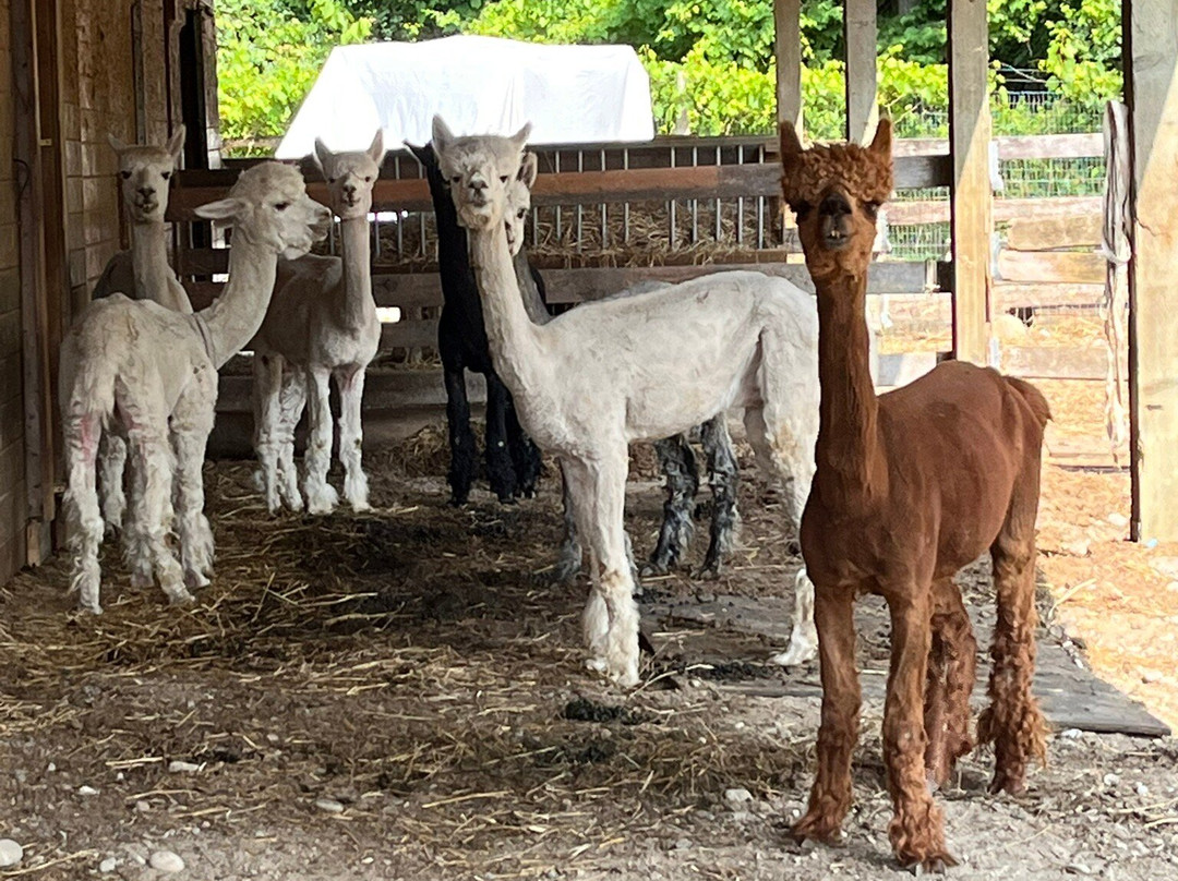 Old Mill Alpacas-Colborne必去景点