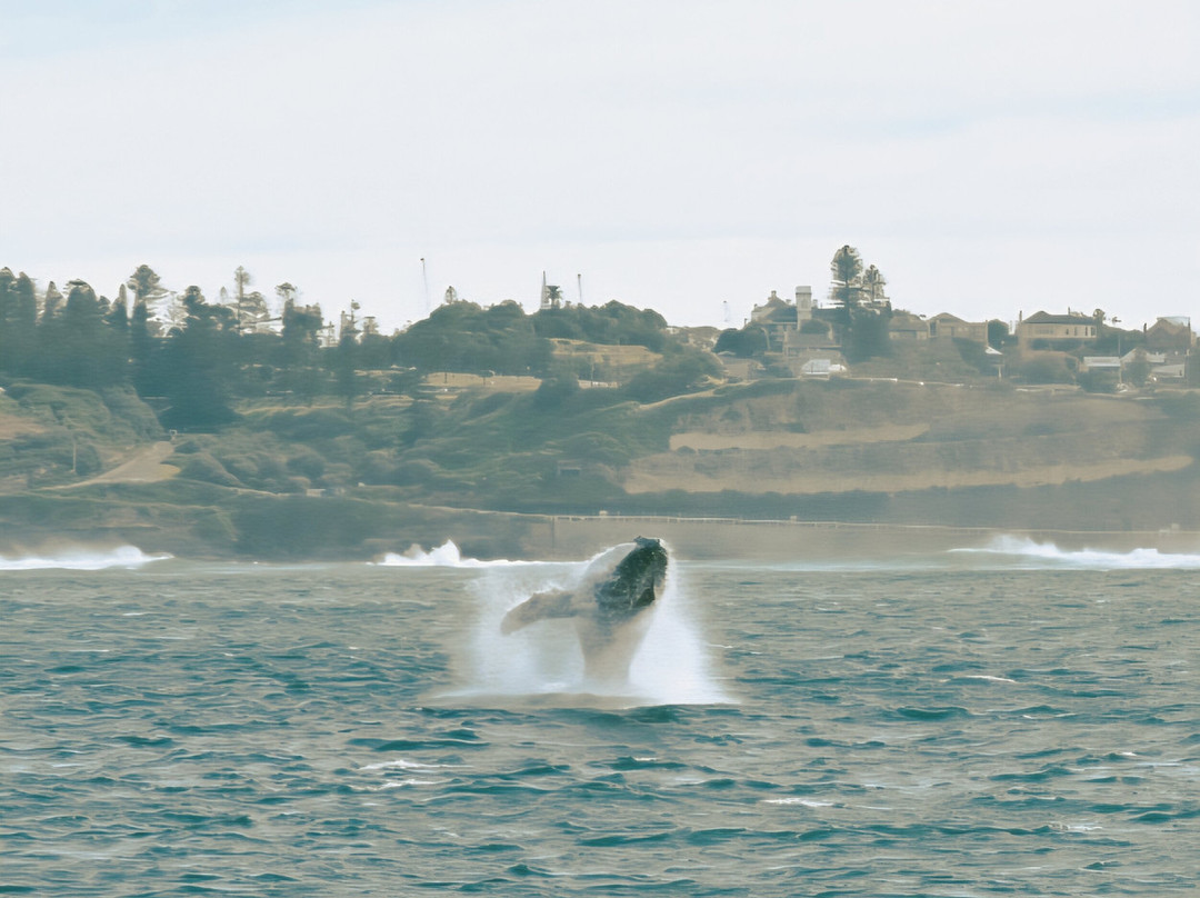 Nova Cruises-纽卡斯尔必去景点