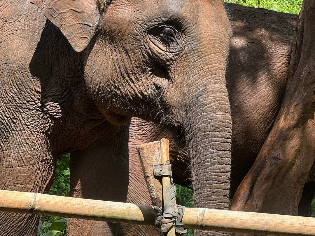 Elephant Sanctuary Care Park-清迈必去景点
