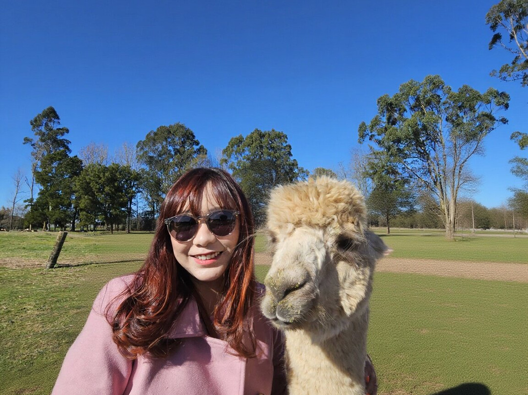 Cornerstone Alpaca Farm-戈登顿必去景点