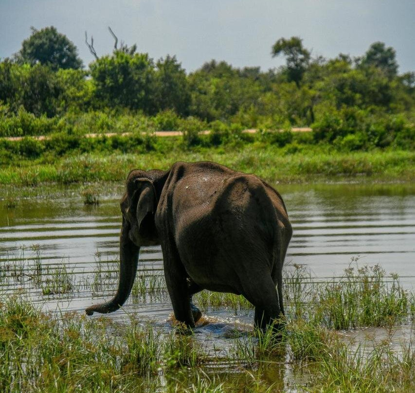 Wild Heaven Udawalawe主图