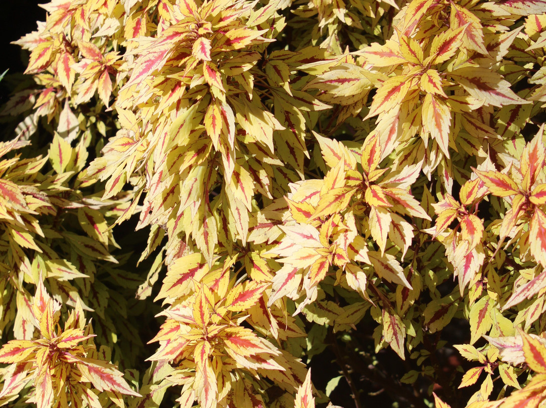 Hemero - Jardins Como Arte-Joinville必去景点