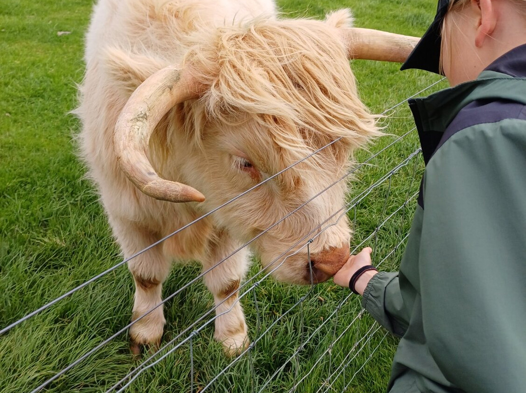 Bellevue Farm Tours-Blackwaterfoot必去景点