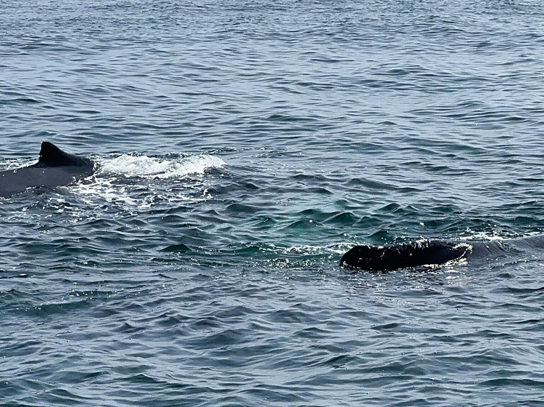 Dolphin Fleet Whale Watch-普罗温斯敦必去景点
