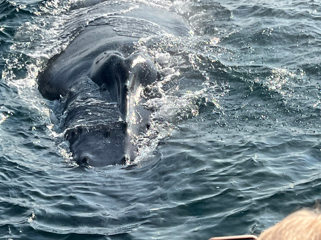 Mariner Cruises Whale and Seabird Tours-Brier Island必去景点