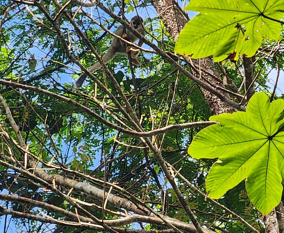 Amazon Golden Snake-伊基托斯必去景点