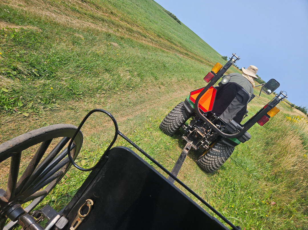 Matthew's Carriage Rides-Kensington必去景点