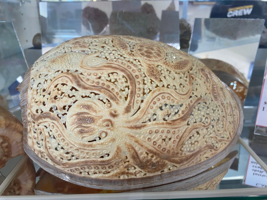 Shell World Yeppoon-Yeppoon必去景点