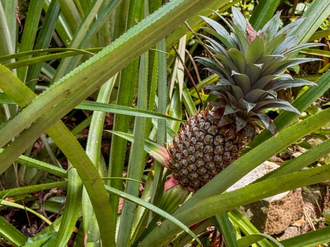 Nandana Tea Factory-Akuressa必去景点