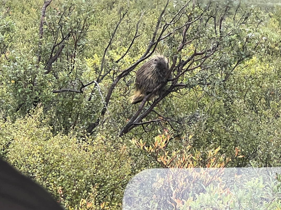 Tundra Wilderness Tour-Denali Park必去景点