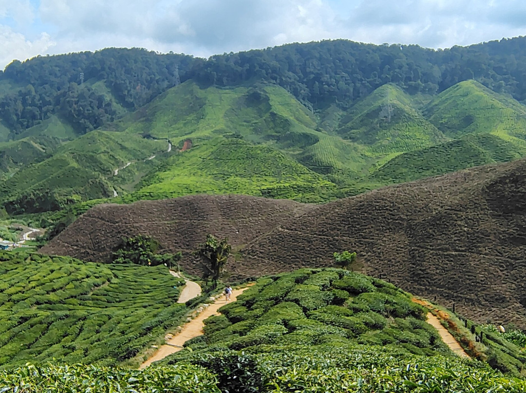 Cameron Valley Tea-丹那拉塔必去景点
