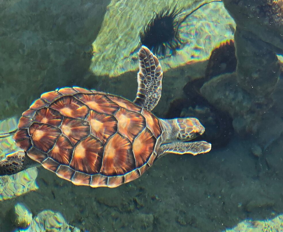 Kélonia-圣亮必去景点