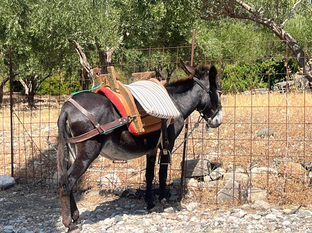 Donkey Cruise-Asklipiio必去景点