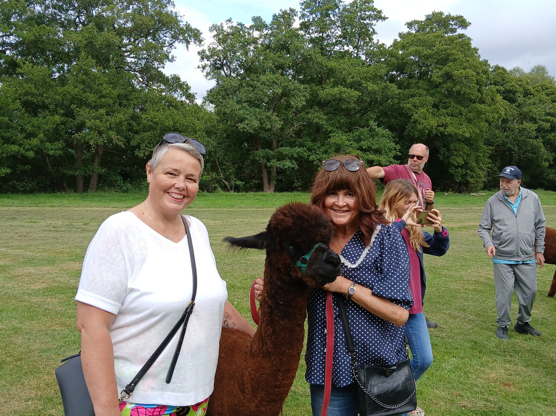 Alpaca Alpaca At Leven Valley-Yarm必去景点