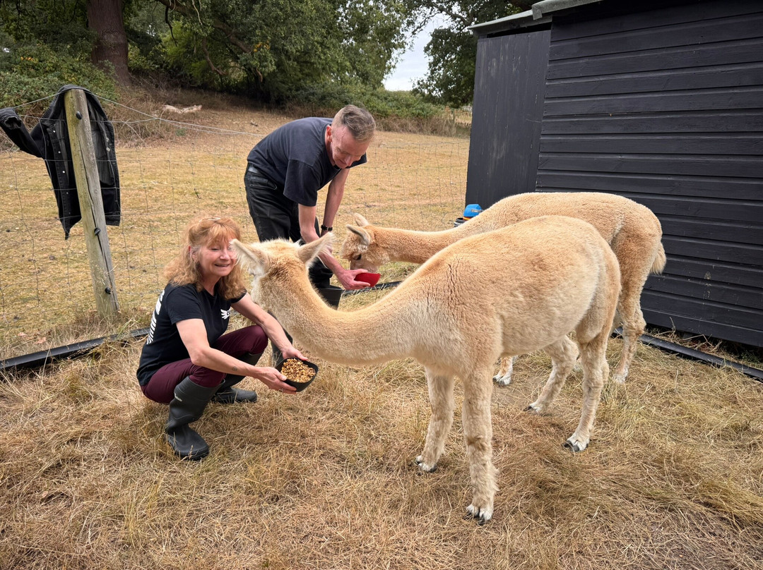 London Alpacas-Epping必去景点