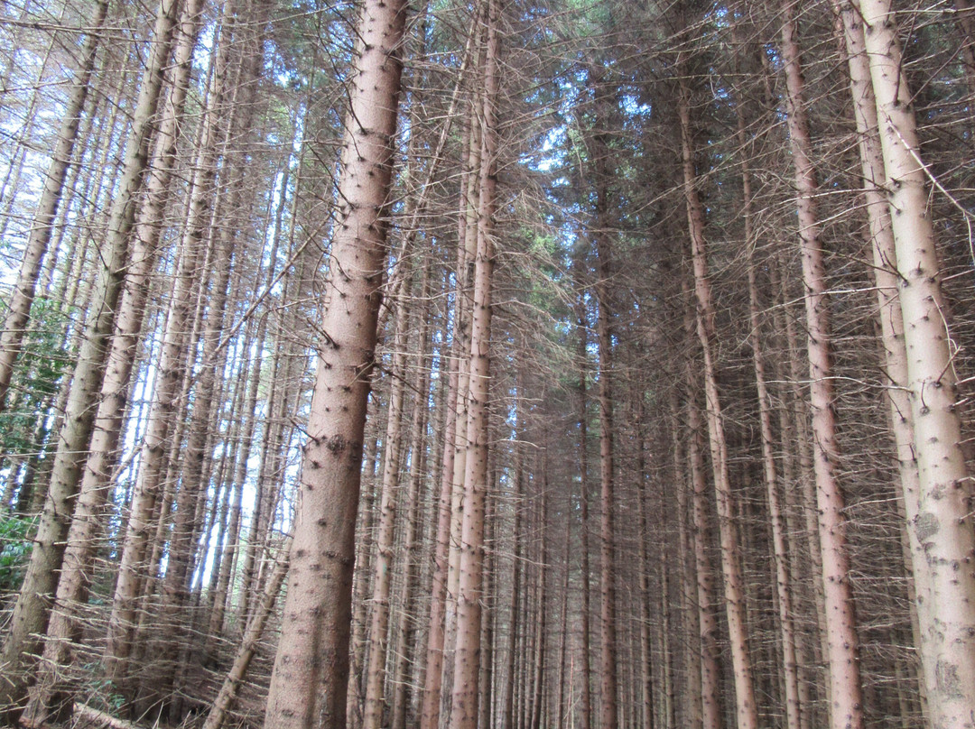 Thruscross Reservoir-Blubberhouses必去景点