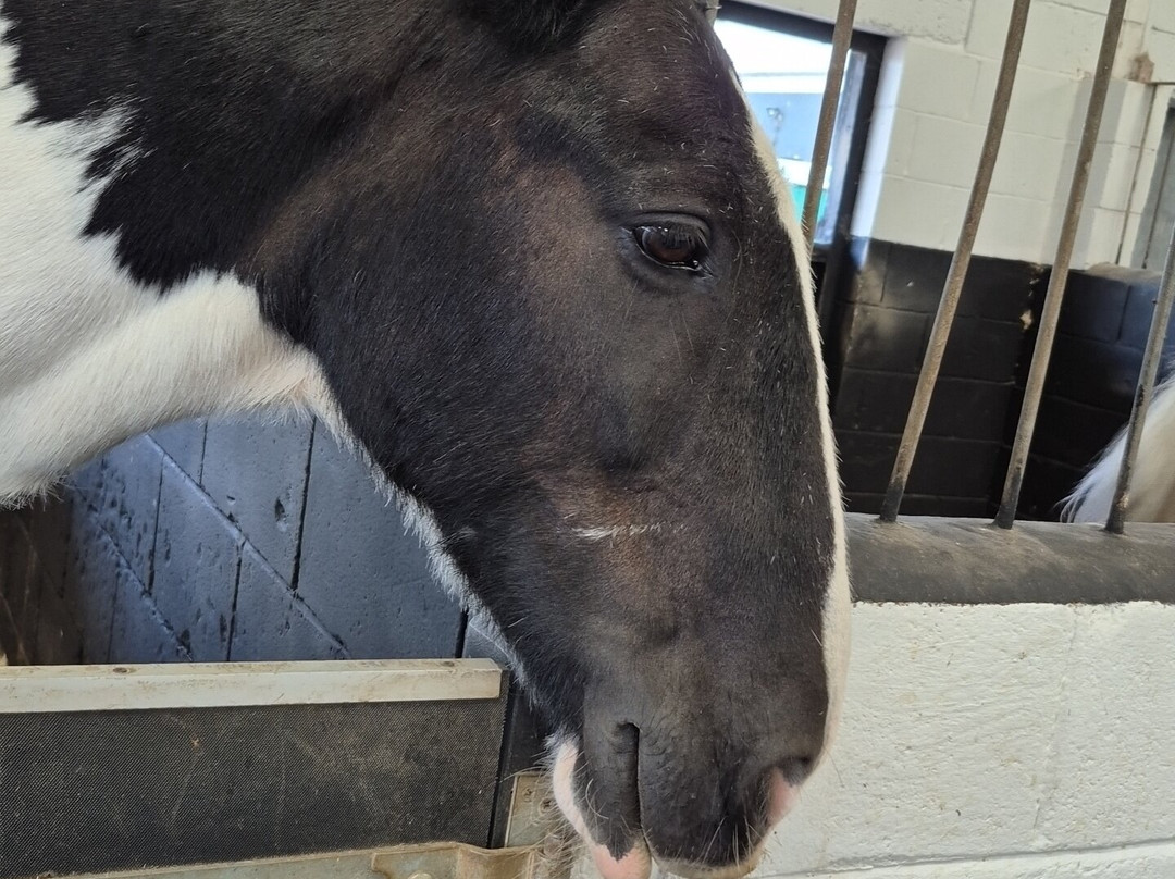 HAPPA - Shores Hey Farm-伯恩利必去景点