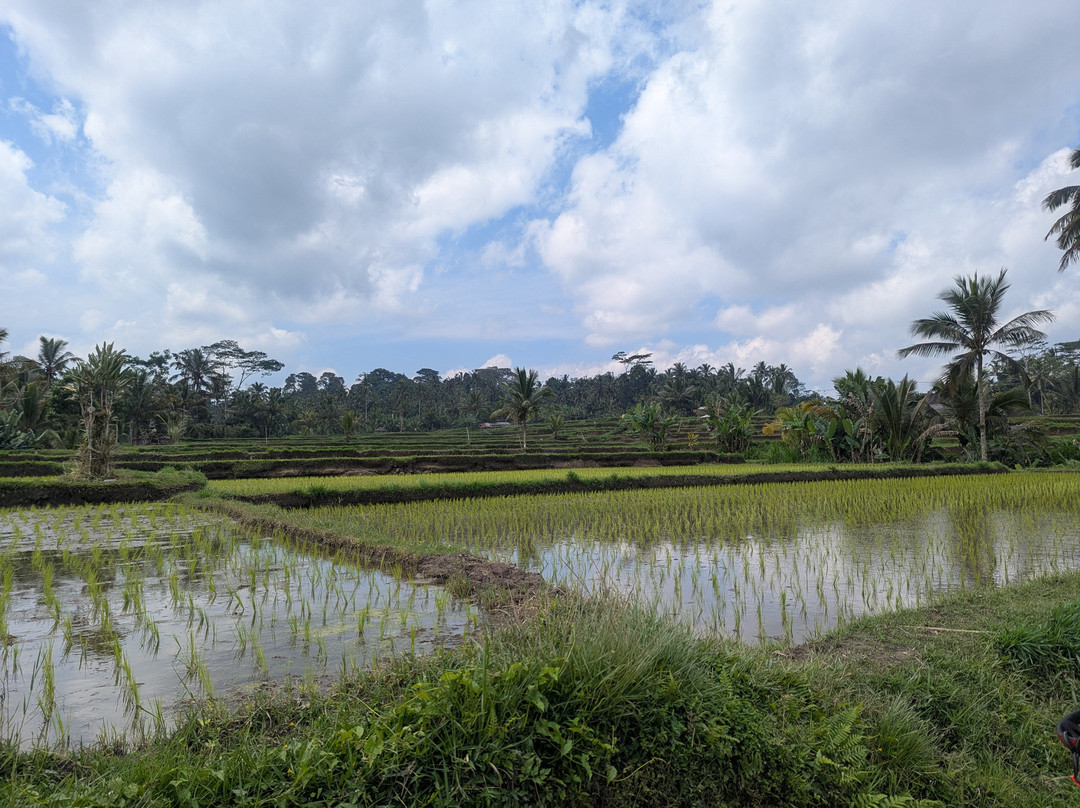 Bali Fun Bike Adventure-Pejeng Kaja必去景点