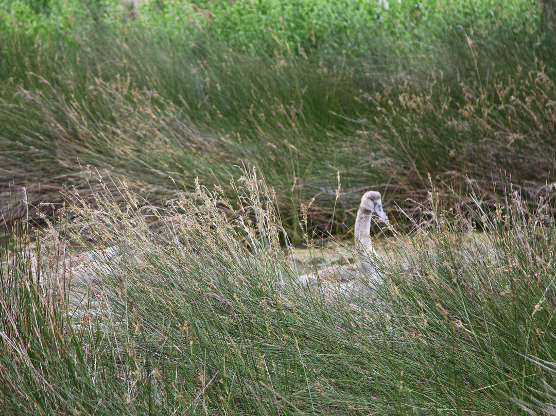Réserve Ornithologique Du Teich-Le Teich必去景点