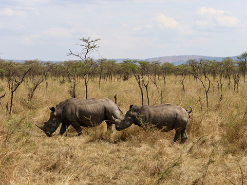 Africa 4 Corner Safari-吉佳利必去景点