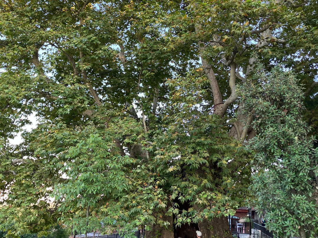 Giant Plane Tree-Telavi必去景点