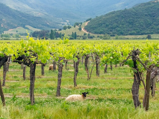 Colchagua Wine Lovers