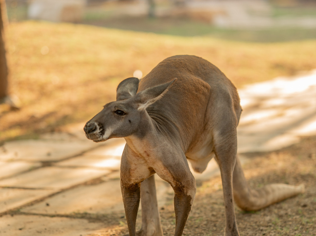 Gan Garoo Zoo-Nir David必去景点