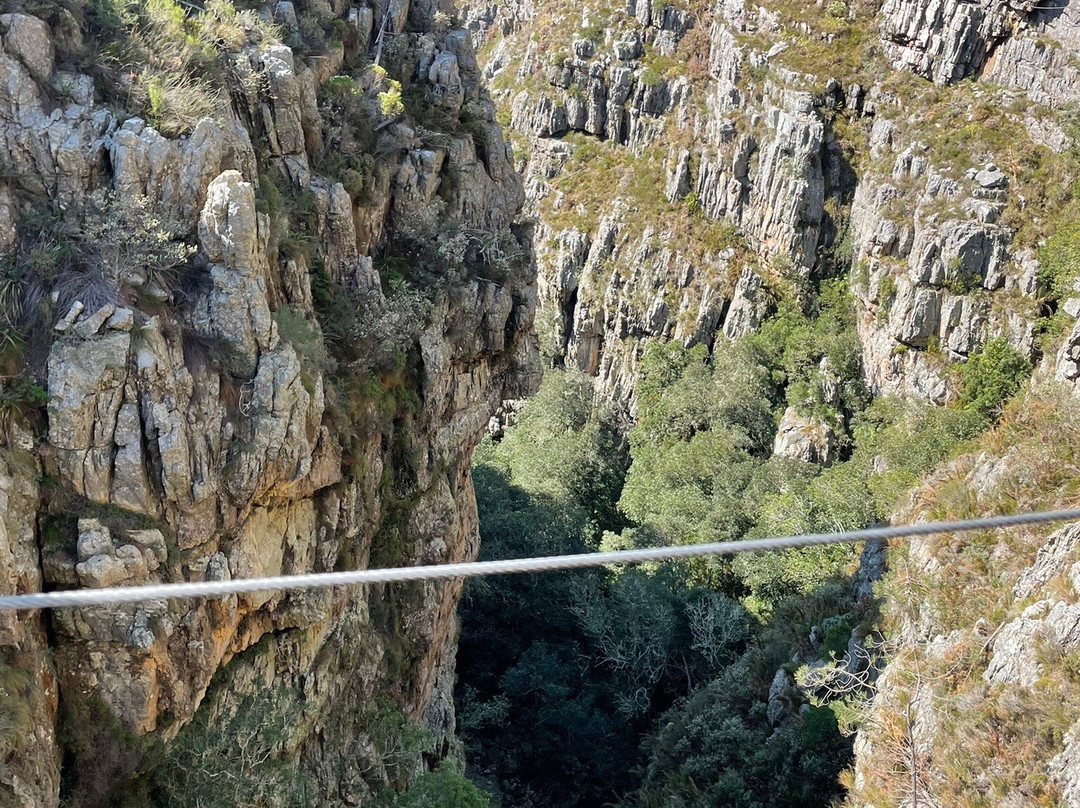 Cape Canopy Tour-Elgin必去景点