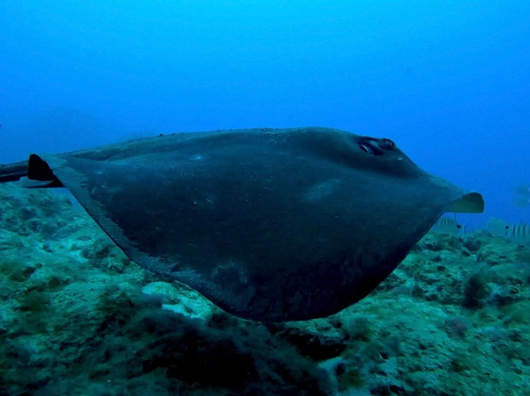 Deep Fin-拉斯加勒塔斯必去景点