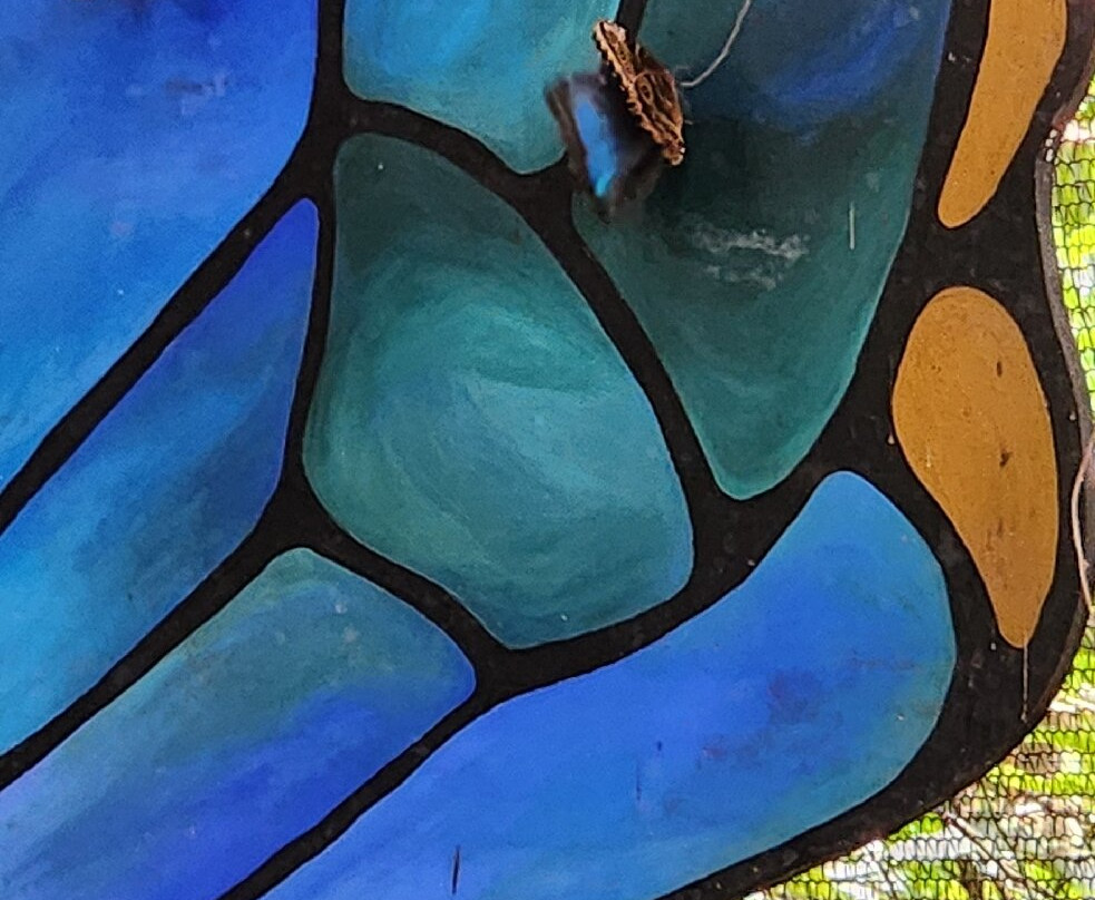 Boquete Bees and Butterflies-波魁特必去景点