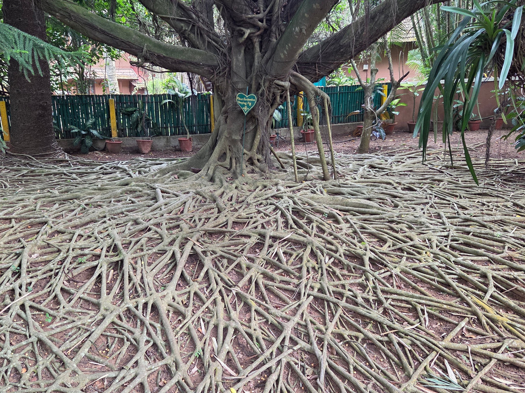 Hoysala Village Resort主图