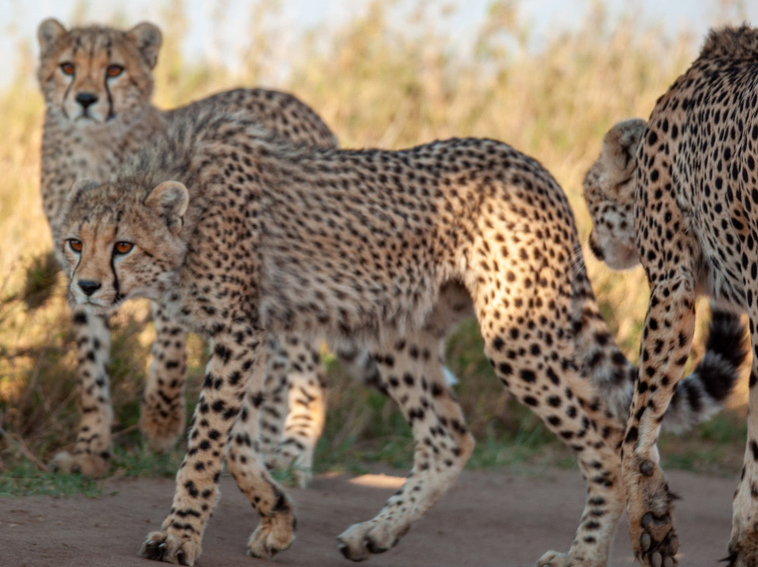 Altezza Travel-莫西必去景点