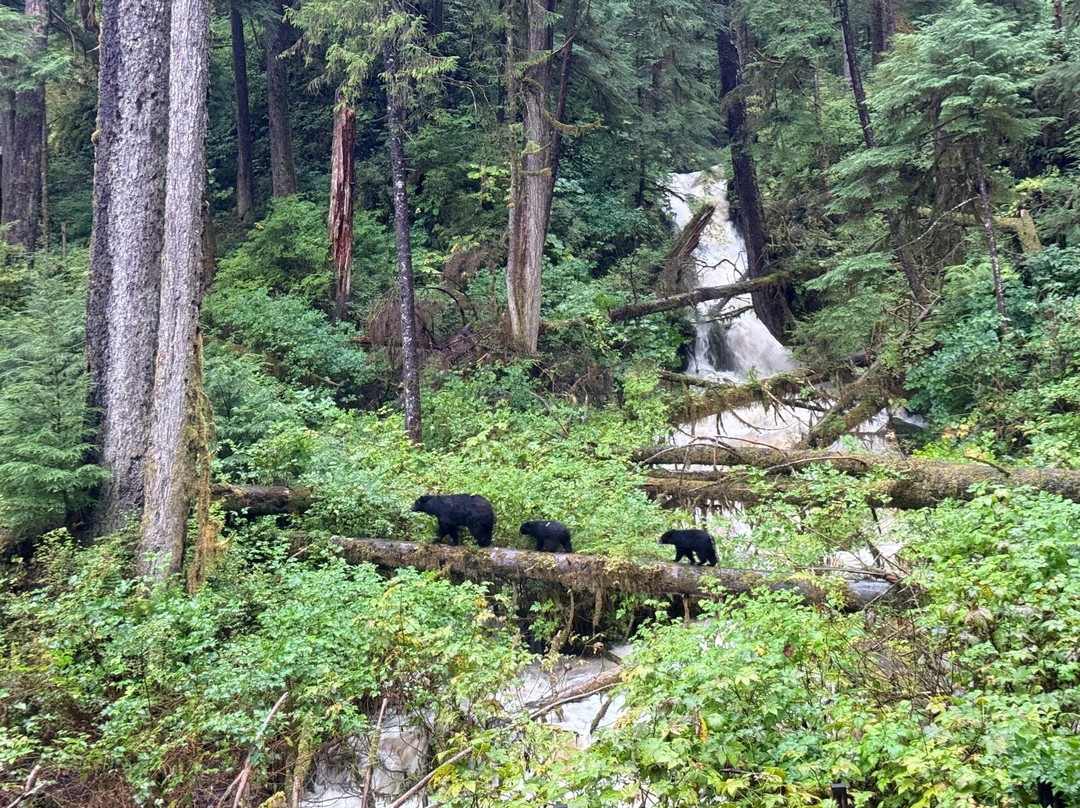 Alaska Rainforest Sanctuary-凯奇坎必去景点