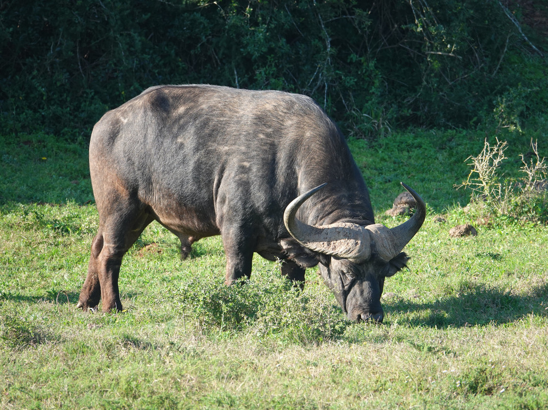 Afroventures Tours & Safaris-伊丽莎白港必去景点