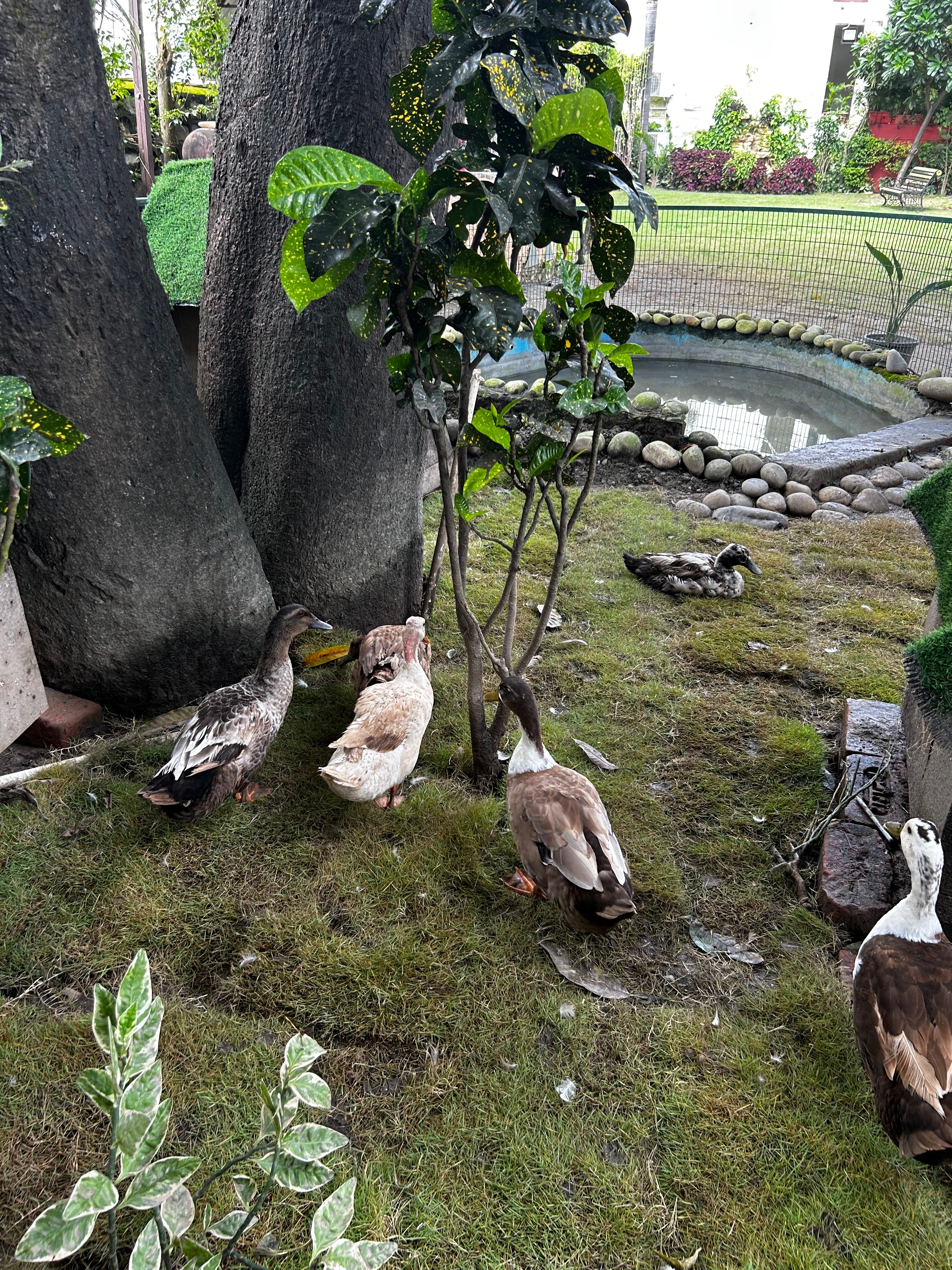 The Neeraj Forest Resort-官方