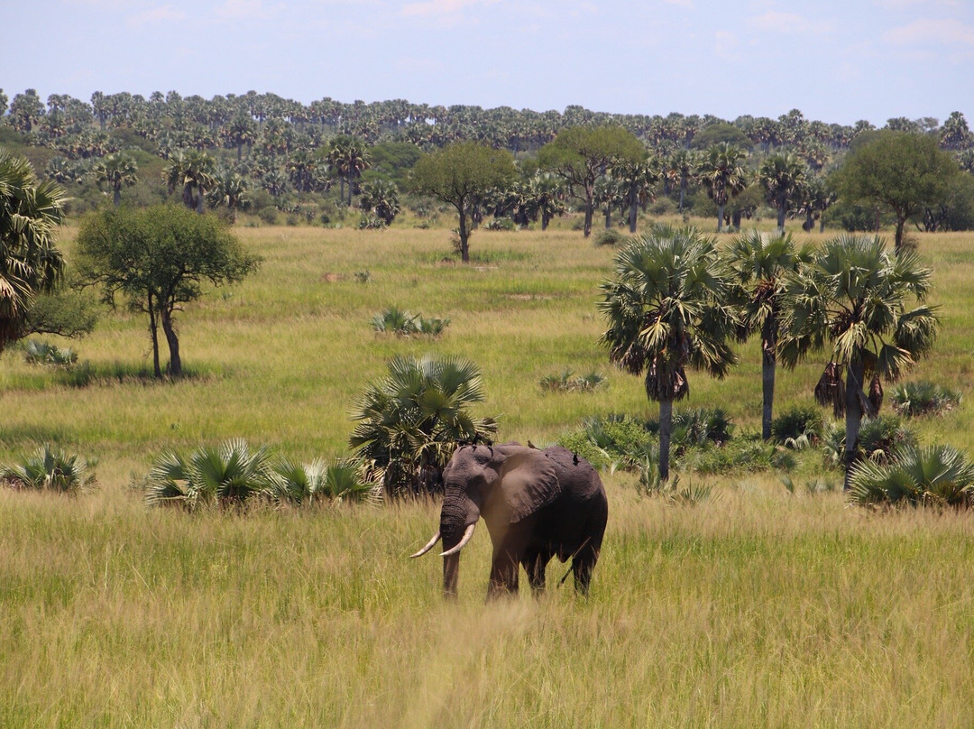 African Jungle Adventures -  Day Tours-吉佳利必去景点