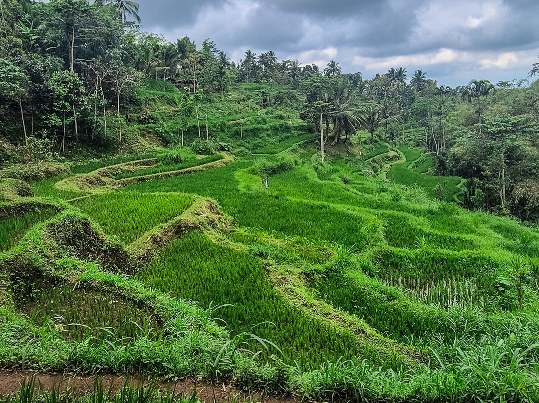 Tetebatu Tourist Village-Tetebatu必去景点