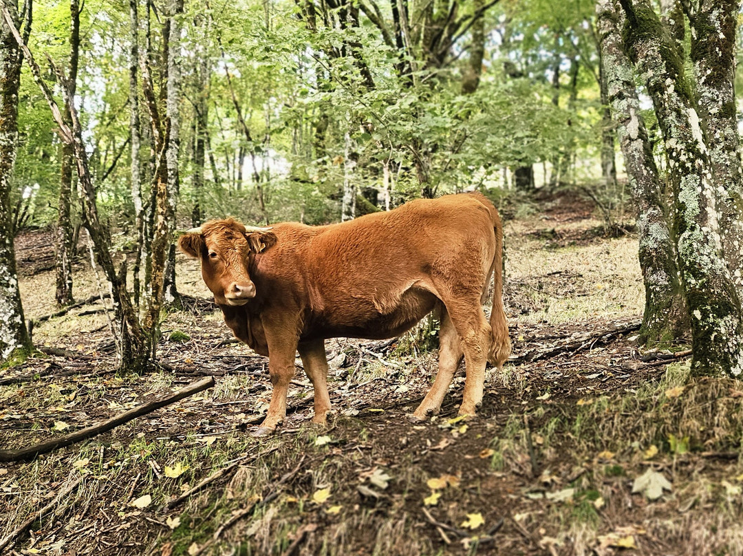 Fresse-sur-Moselle酒店住宿-La Ferme des 4 Vents