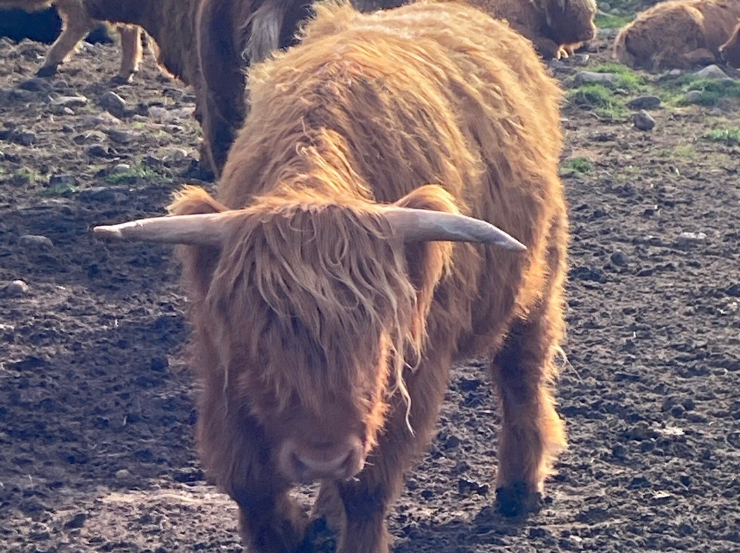 Quad Bikes Rothiemurchus-阿维莫尔必去景点