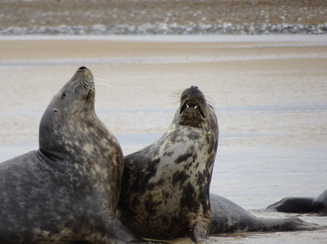 Bishops Boats Seal Trips-布莱克尼必去景点