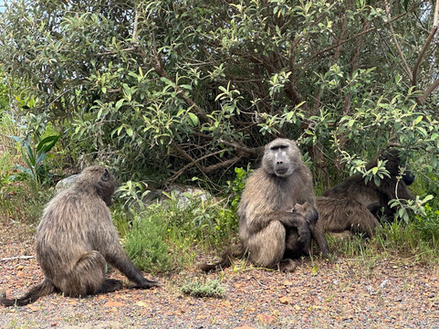 Cape Town In A Nutshell-开普敦中心区必去景点