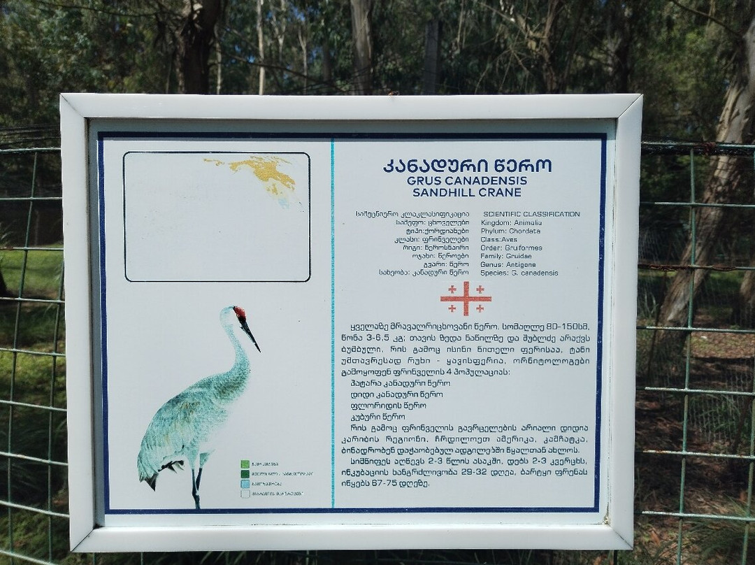 Shekvetili Dendrological Park-Shekhvetili必去景点