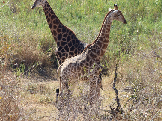 The Safari Beyond-尼斯普鲁特必去景点