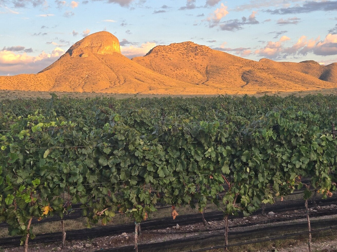 Los Milics Vineyards-Elgin必去景点