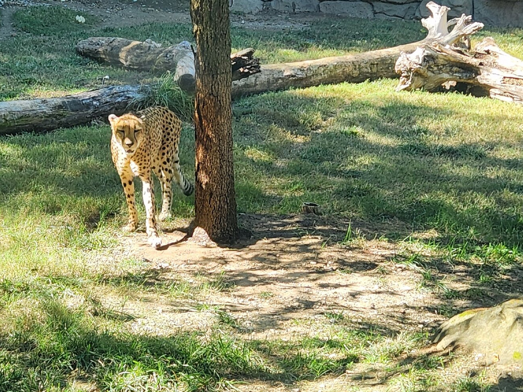 Fort Worth Zoo-沃思堡必去景点