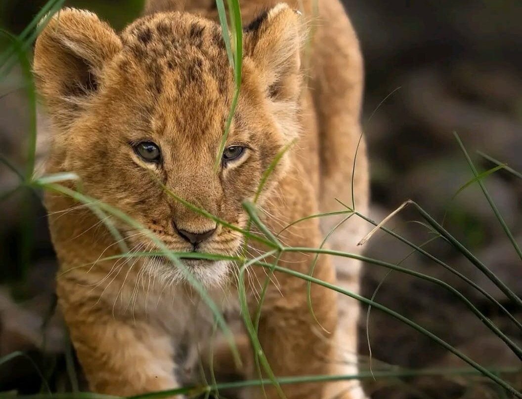 Umarella voyage safaris-恩德培必去景点