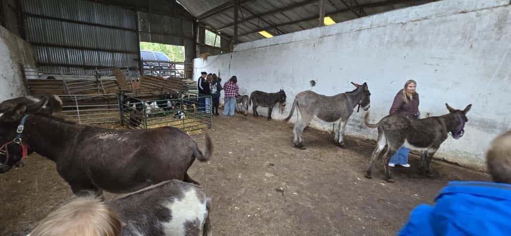 Kinedale Donkeys-Ballynahinch必去景点